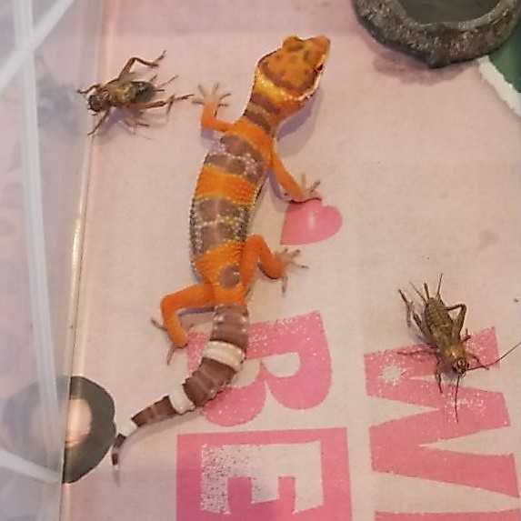 Gecko Baby Tremper Oren Cerah