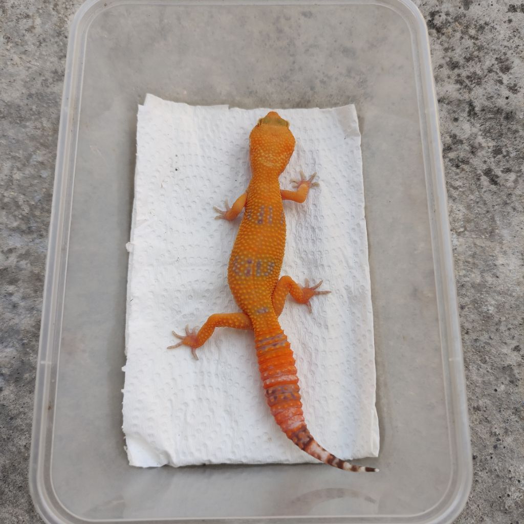 MAINAN ANAK GECKO JUVE SUNGLOW POSS GIANT_MALE