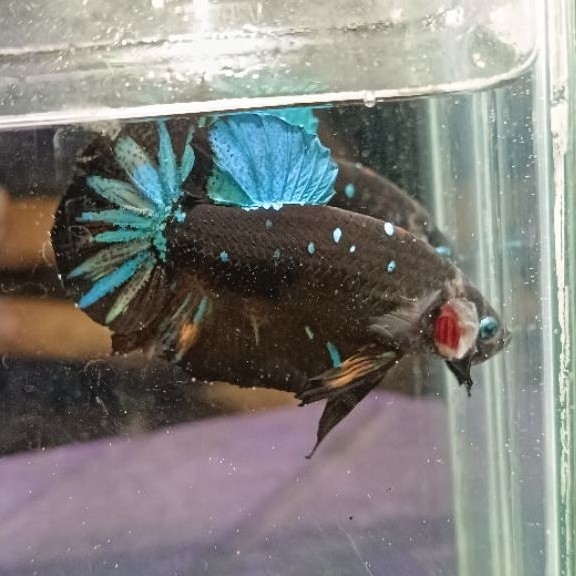 GIANT AVATAR GRADE A BO 5CM