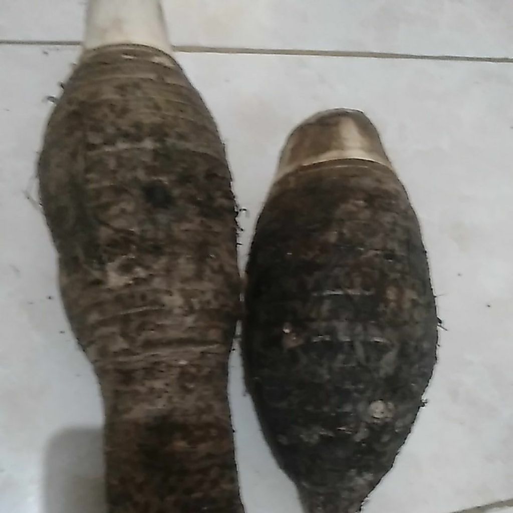 UMBI TALAS BENTOL BENTUL BENTOEL SEGAR
