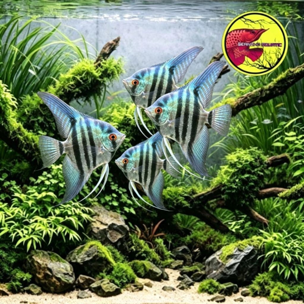 Ikan manfish blue pinoy 3-4cm