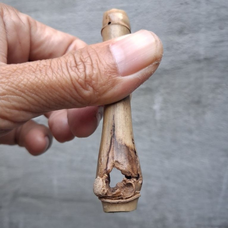 BAMBU UNIK MUKSO COMBONG TEMBUS (8 CM) ORI ISTIMEWA BOS