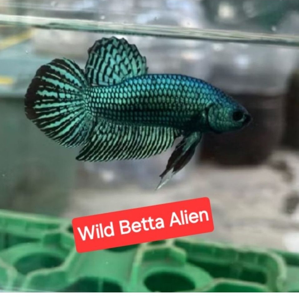 cupang wild betta alien jantan