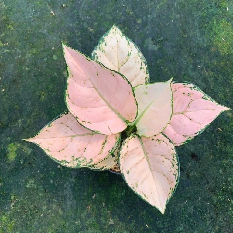 Aglaonema pink yulia