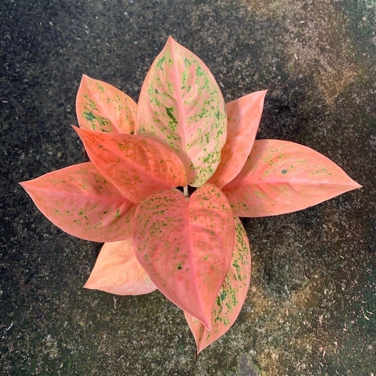 Aglaonema stardust orange