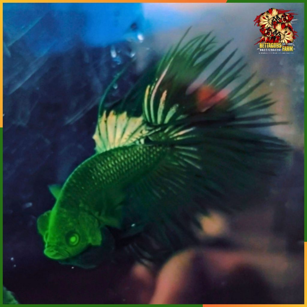 CT Black Orchid Hulk Betta