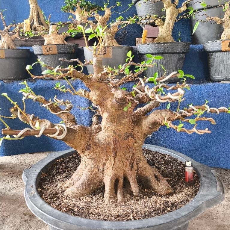 bonsai loa jumbo Lb 62 T 40