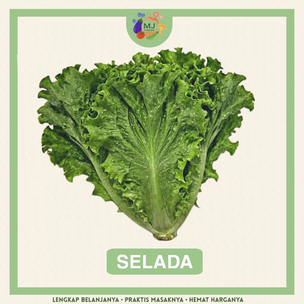 Daun selada keriting fresh segar 250gr 500gr keriting lalapan hijau instant surabaya salad bumbu dap