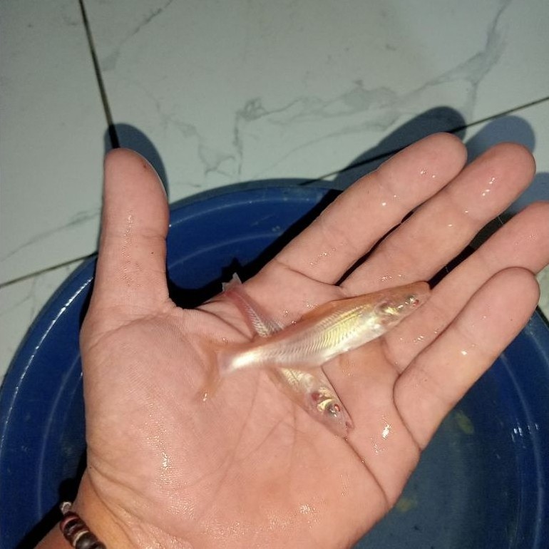 hiasan patin albino mata merah size 6-8 cm