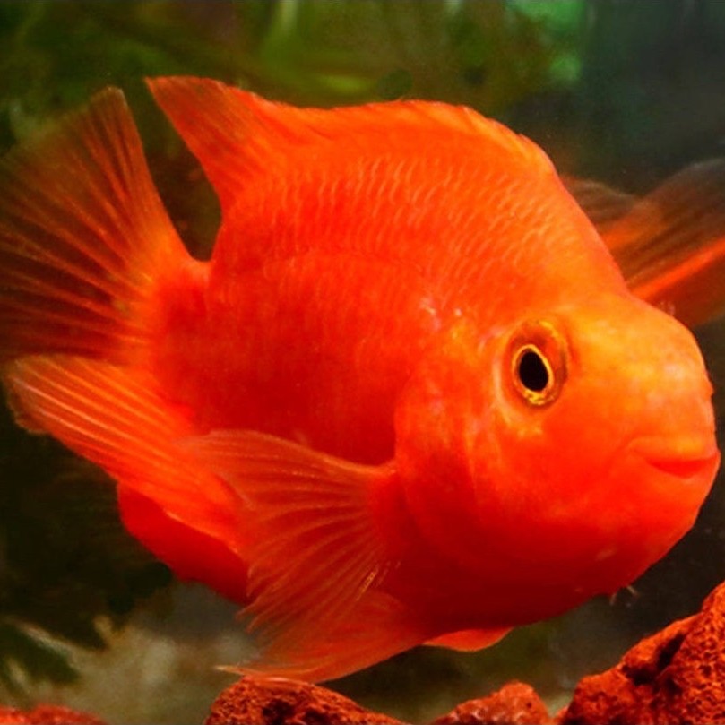 PELET IKAN RED PARROT PERROT MERAH