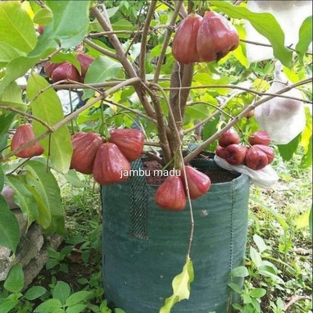 pohon jambu air madu - bibit pohon jambu citra madu sudah berbuah