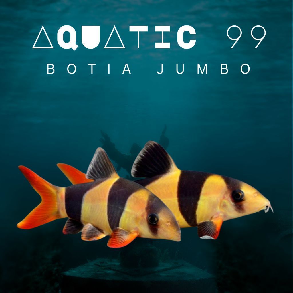 Botia Jumbo 15cm (mainan ikan)