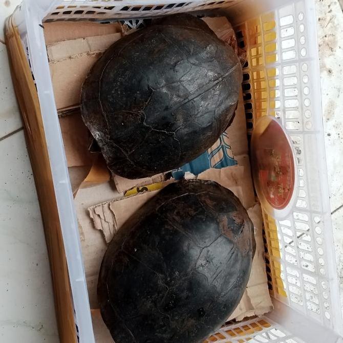kura kura Ambon batok jumbo sepasang FREE PELET