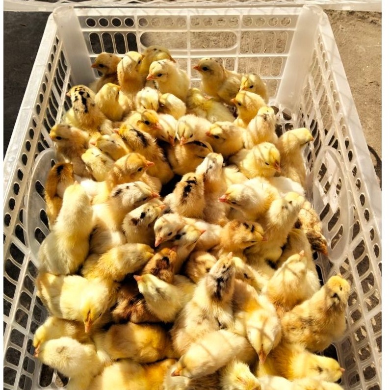 Doc ayam elba