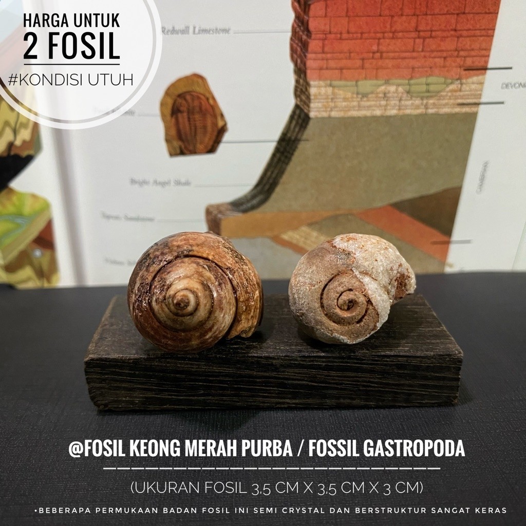 Fosil Keong Merah Semi Crystal A37 atau Fosil Kerang Paleozoic atau Fosil Gastropoda atau Fossil Sna