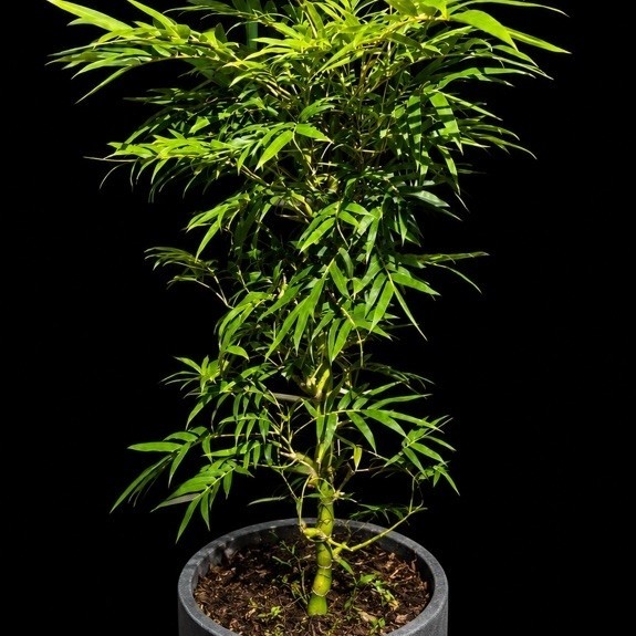 BAMBU NAGIN/BAMBU TASBIH/BAMBU KODOK UNIK