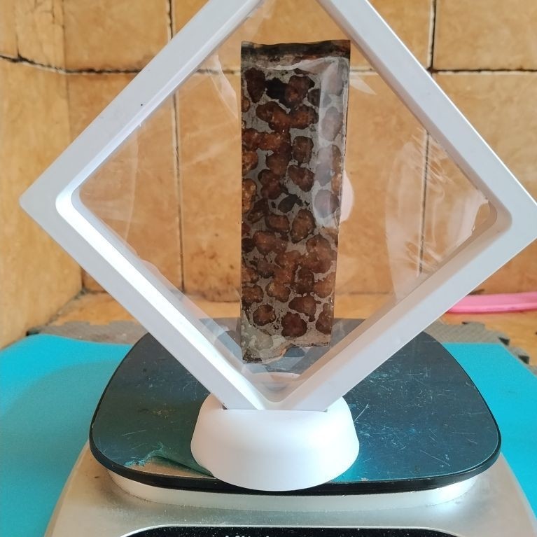 meteorit.pallasite.