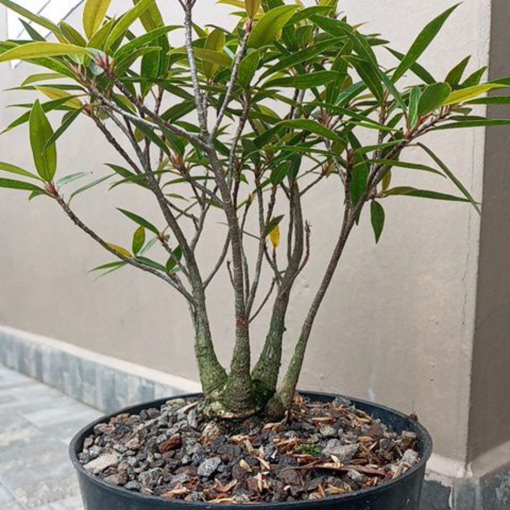 Bonsai Ficus California
