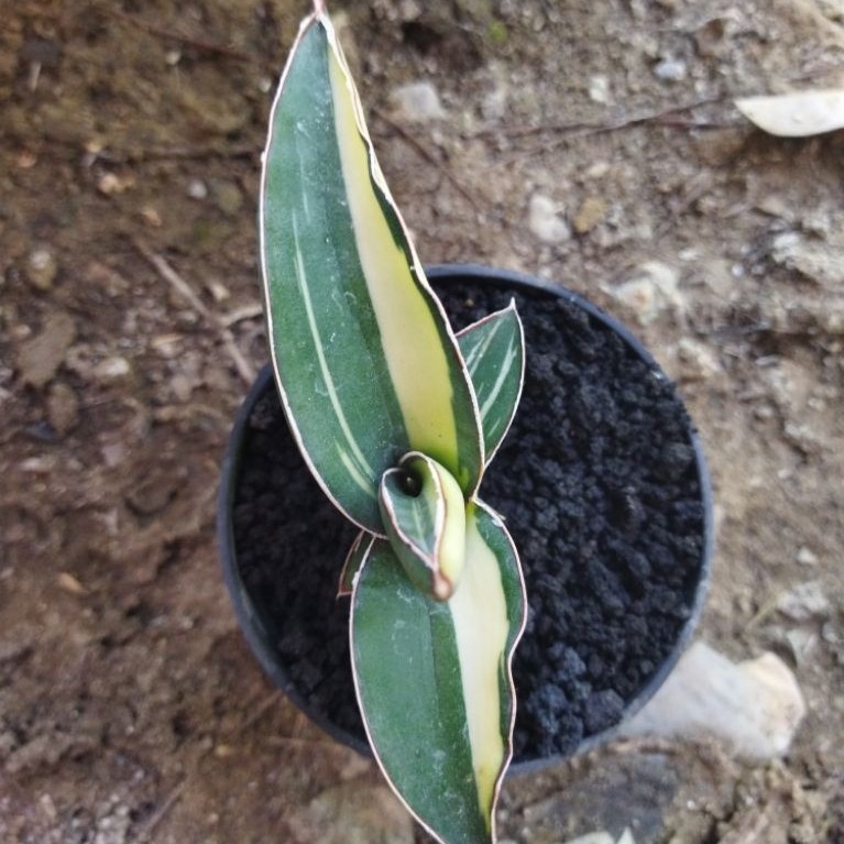 Sansivera robusta variegata