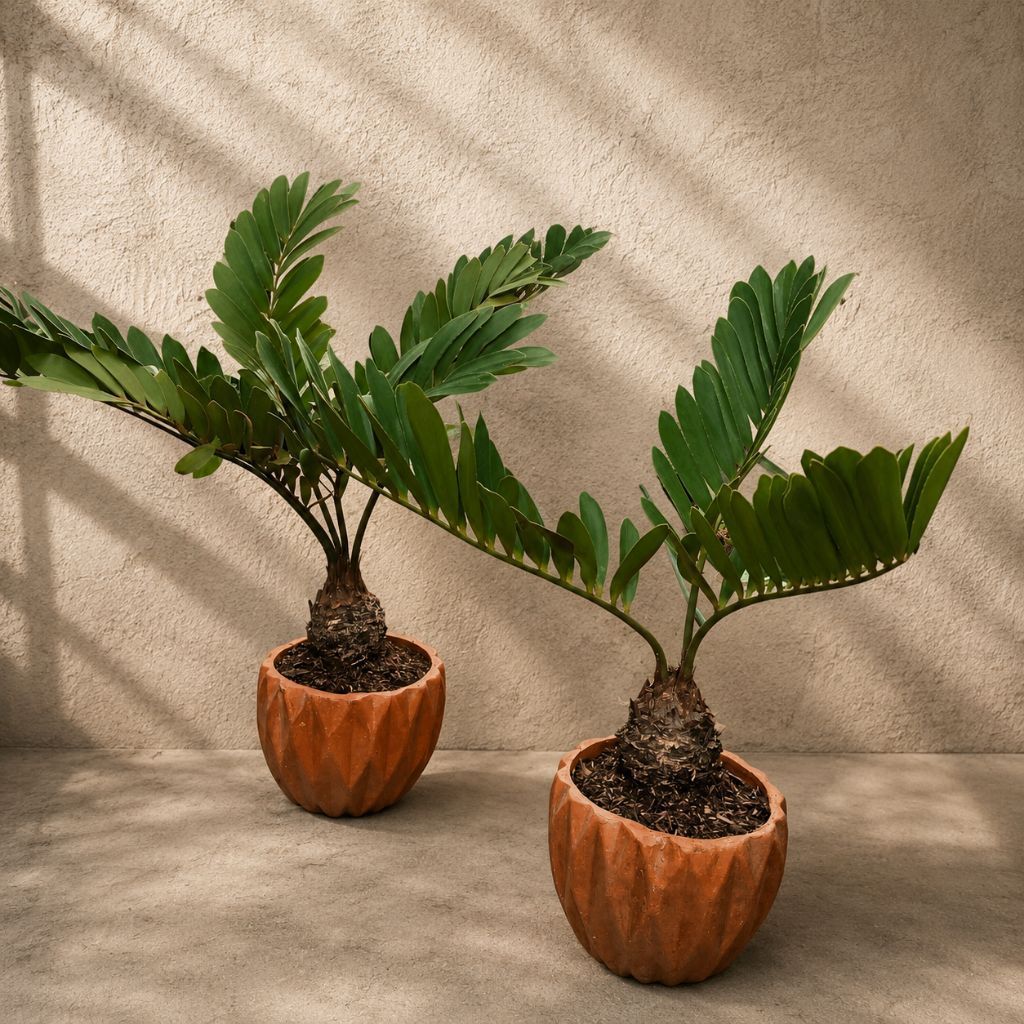 Zamia Sikas / Zamia Furfuracea / Zamia