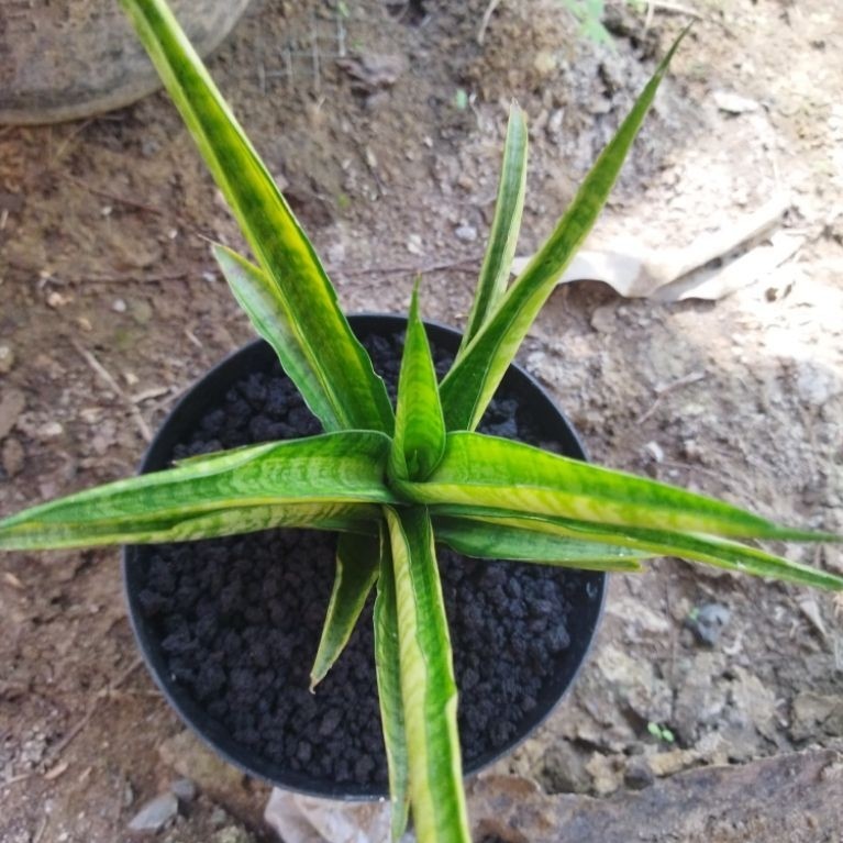 Sansivera cordova variegata