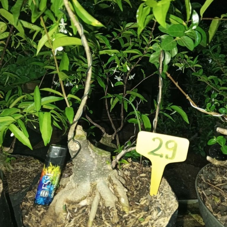BAHAN BONSAI ANPUT DIKIRIM SESUAI FOTO