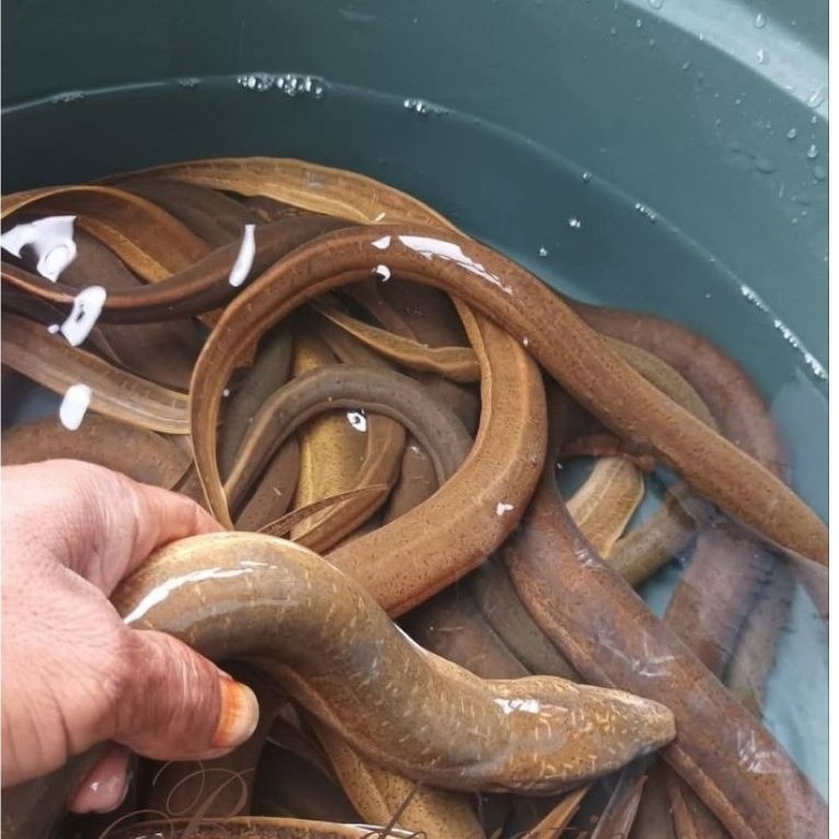 belut hidup belut segar belut bumbu marinasi 1 kg