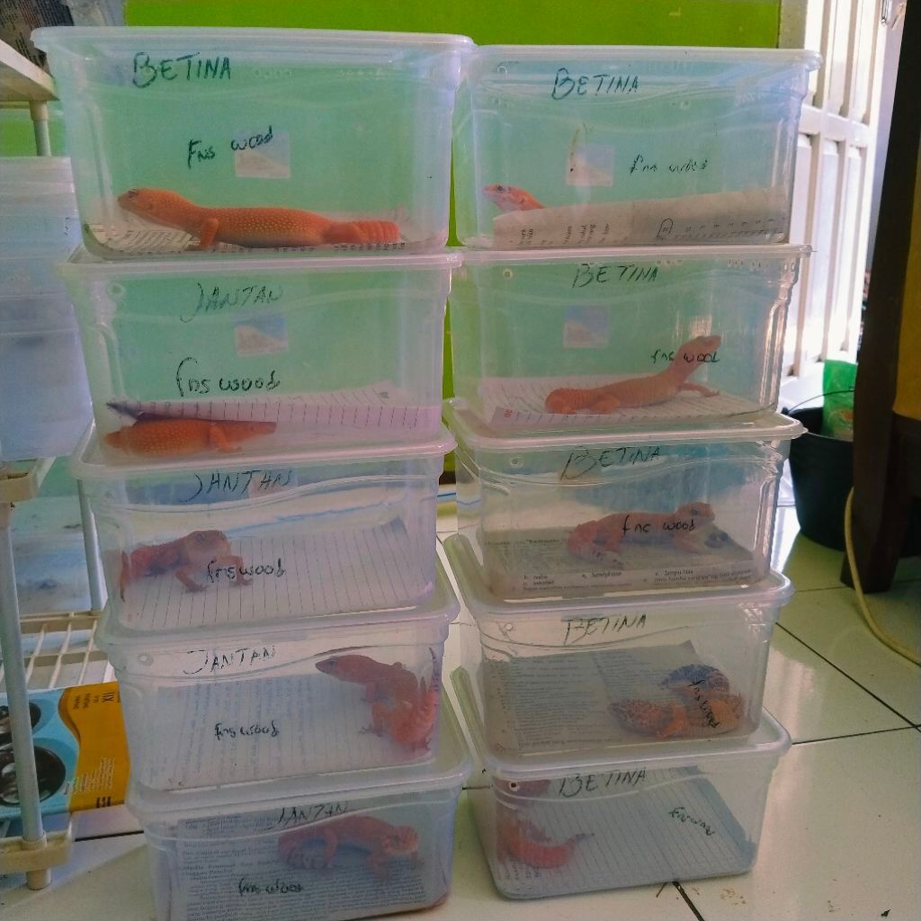 Pakan Gecko dengan komposisi data lengkap