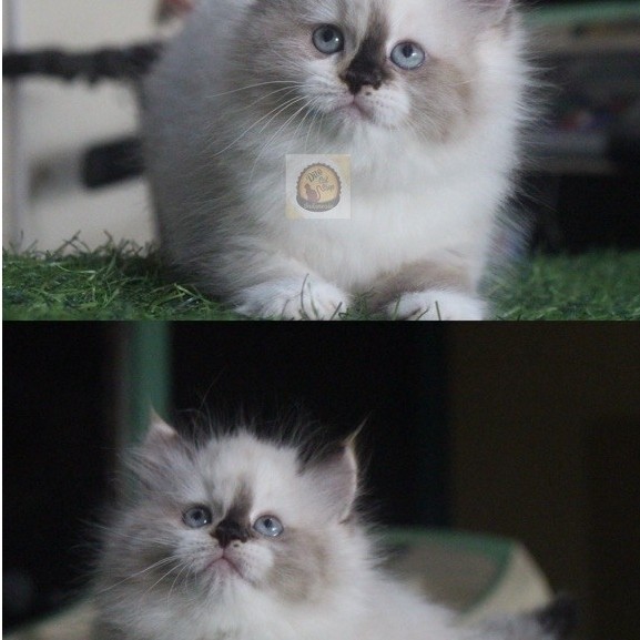 KUCING PERSIA KITTEN MUNCHKIN MAINCOONE BRITISH