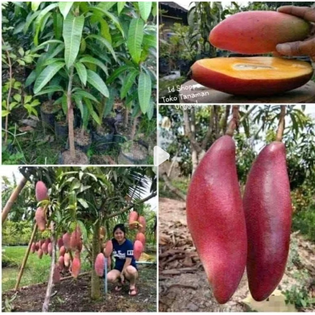 Bibit mangga ji zhi okulasi