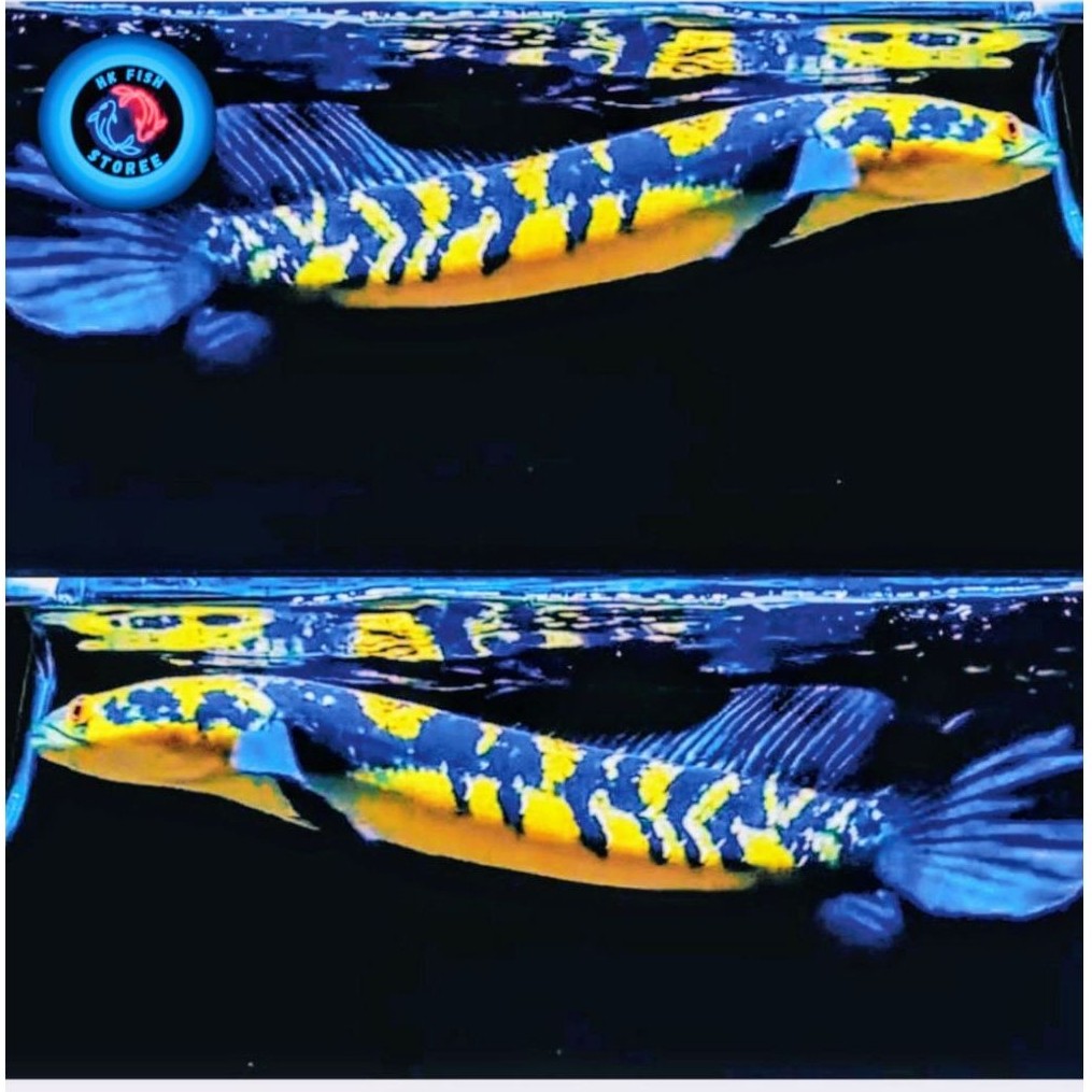 Channa Maru Yellow Sentarum 20-23 Cm Dorsal Batik