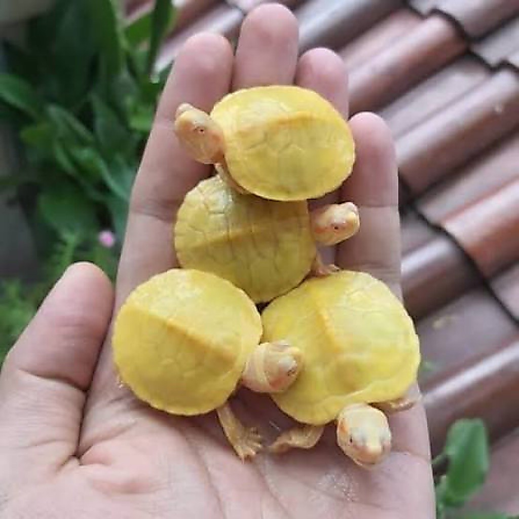 PELET KURA KURA RES BRAZIL ALBINO RESBINO KUNING