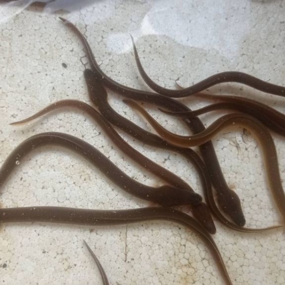 Riboon Bibit ikan sidat ukuran 5gr Joss