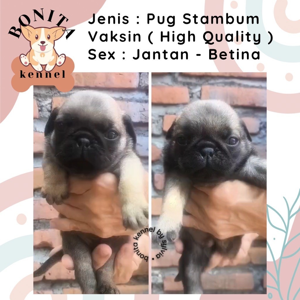 Pug Stambum Anak Anjing Pug Jantan Betina