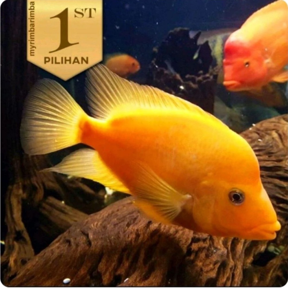 Red Devil Cichlid  JUMBO Ikan Hias Predator Hiasan Aquarium Tanaman Aquascape
