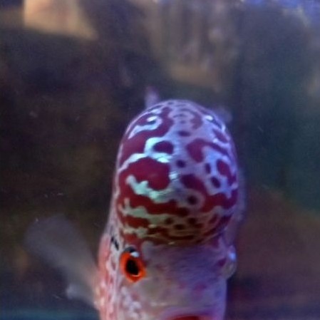ikan louhan srd