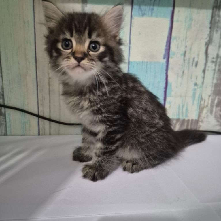 Kitten Anak Kucing Himalayan Betina