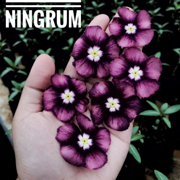 Benih Vinca Tegak Excotic Ningrum