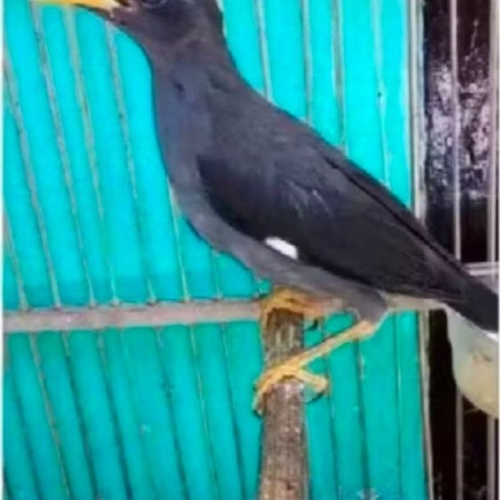 JALAK KEBO MATA PUTIH