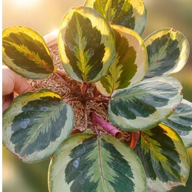Calathea Angela (hibrida Calathea )
