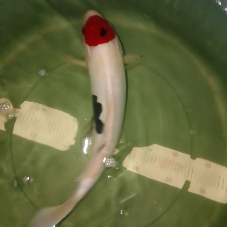 Ikan koi jenis Tancho Showa Doitsu 34cm Antik HQ