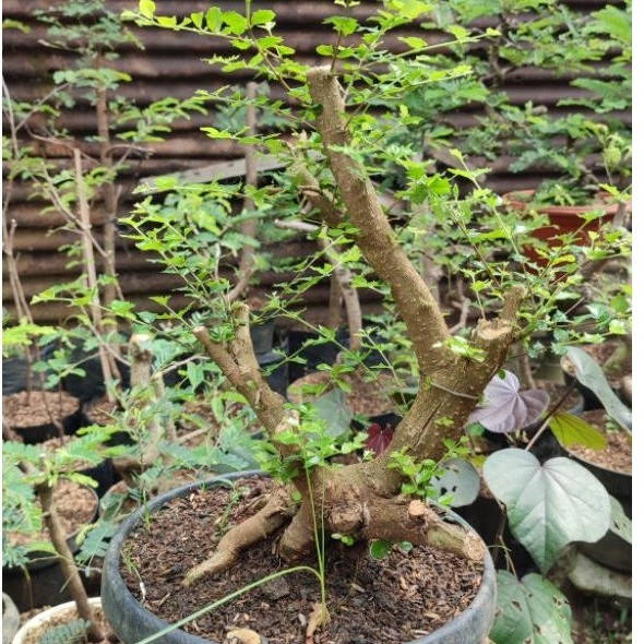 Bonsai mirten duri bahan bonsai prospek
