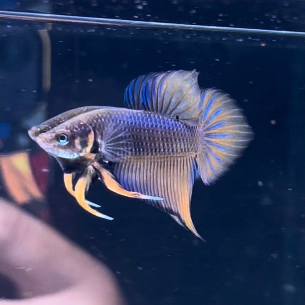 cupang wild betta splendens yellow carbon