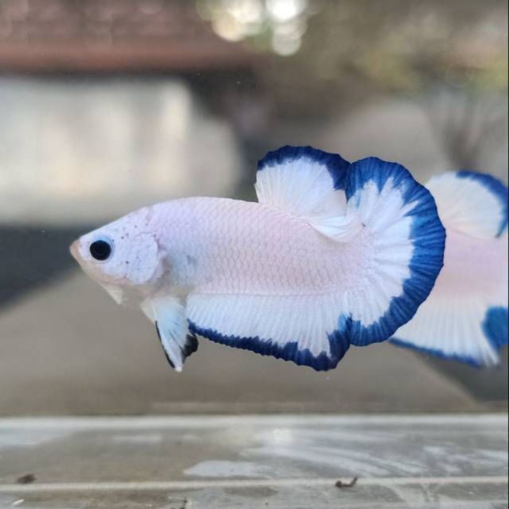 Ikan Cupang Blue Rim Jantan - Kualitas Tinggi, Warna Menawan, Mudah Dirawat