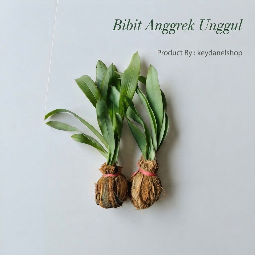 Bibit anggrek hutan liar bibit bunga anggrek perbibit