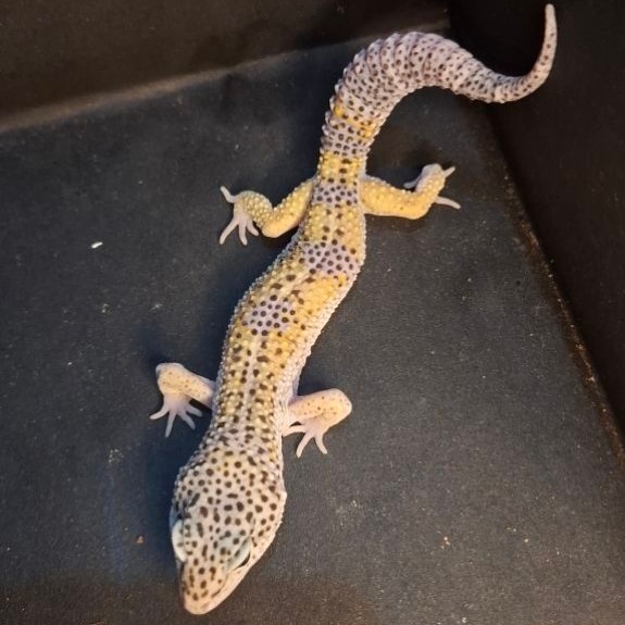 Leopard Gecko Male - Mack Snow Black Night het Murphy Patternless ph Eclipse - Usia Dewasa Adult Jan