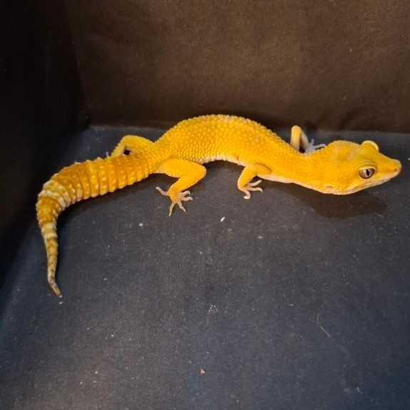 Leopard Gecko Female - SHTCT het Tremper - Usia Dewasa Adult Betina Sehat Mulus HG091