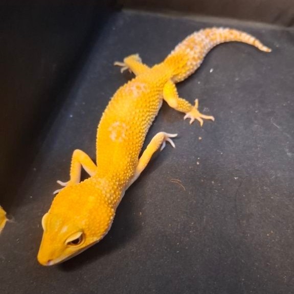 Leopard Gecko Female - Sunglow het Eclipse - Usia Dewasa Adult Betina Sehat Mulus HG092