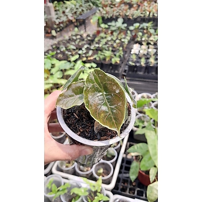 Alocasia Azlani