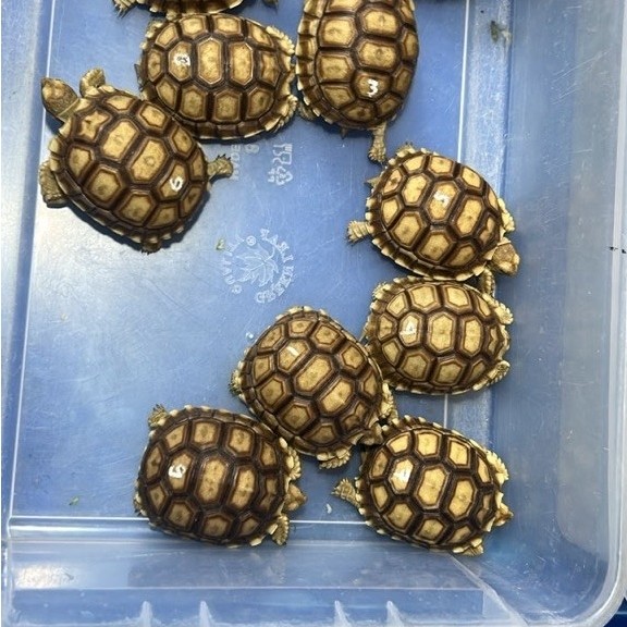 pelet sulcata 7-8cm